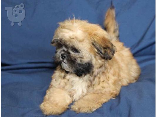 PoulaTo: Ανδρικά και θηλυκά κουτάβια Shih tzu